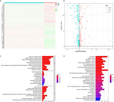 Identification of Novel Prognostic Risk Signatures of Soft Tissue Sarcoma Based on Ferroptosis-Related Genes